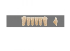 VITA MFT нижние фронтальные, цвет 5M1, размер L37LN